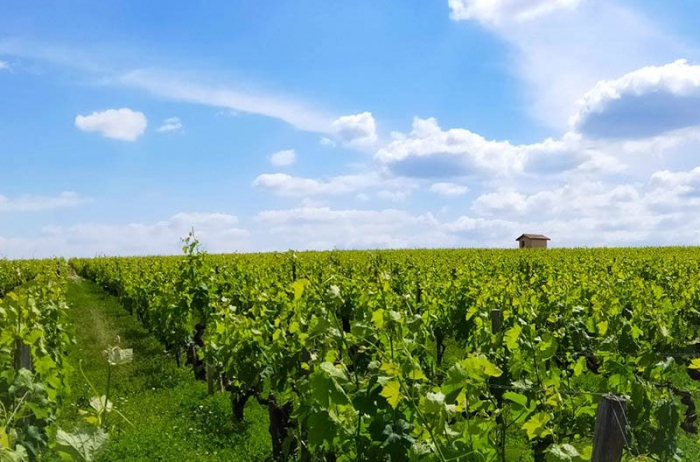 Bordeaux vineyards and wine linguistic stay